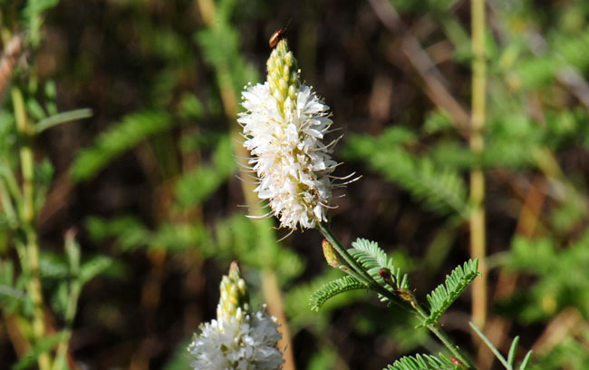 Dalea albiflora, Whiteflower Prairie Clover, Southwest Desert Flora